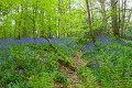 Springtime in Monaghan 2013 (35)